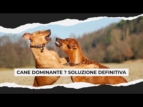 Video: Vivere con un cane che ha una personalità dominante