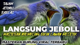 AWAS JEBOL!!! MASTERAN BOSS BESAR SUPER NYEMPLINK BIKIN SAKIT TELINGA LAWAN || MASTERAN BURUNG LOMBA