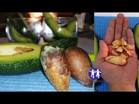 You&#39;ll Never Throw Away Avocado Seed After Watching This Avocado seeds benefits