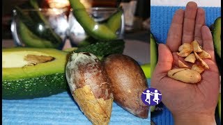 You'll Never Throw Away Avocado Seed After Watching This Avocado seeds benefits