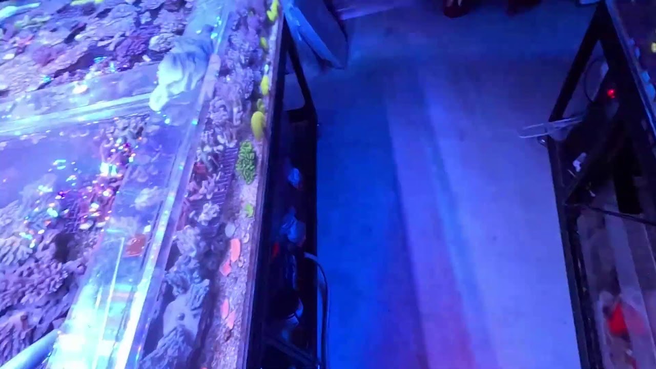 3/8ライブ配信‼️
サンゴの日イベント本日最終日🙇‍♂️