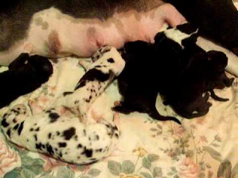 DaVinci Danes - Great Dane Pups - 3 Days Old