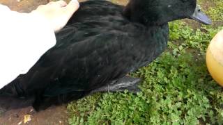 submissive duck behavior 1