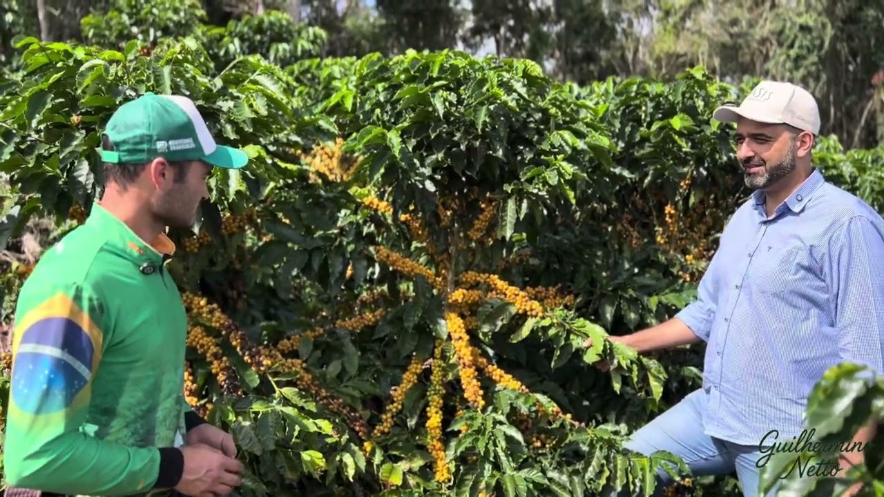 Café Arábica Arara - alta produtividade no Arábica !