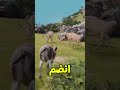 حمار يقود قطيع الأيائل في البرية حكايات الحيوانات قصص عجيبة حمار الأيائل
