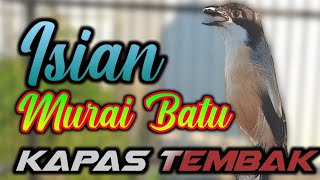 CENDET GACOR ISIAN MURAI BATU KACER KAPAS TEMBAK