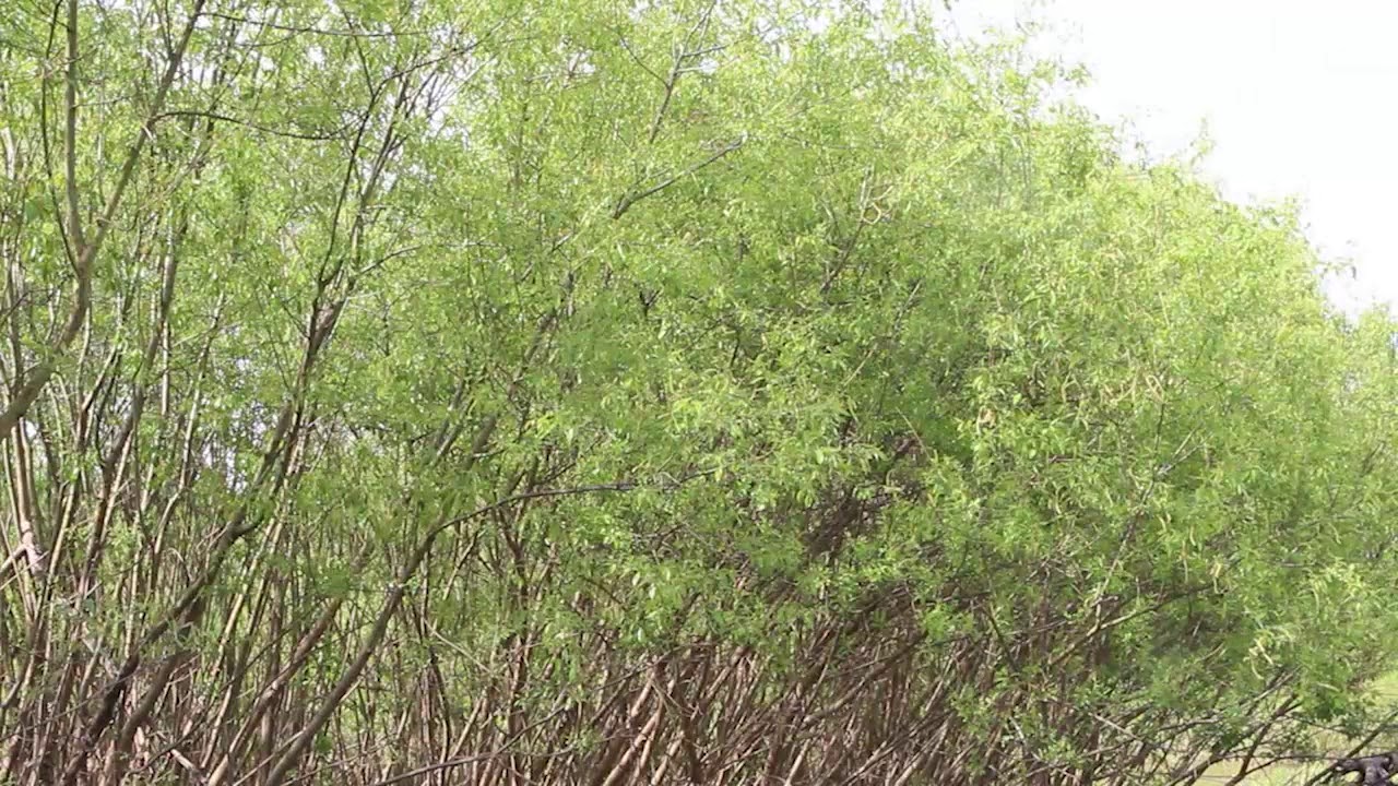 Бежит река - YouTube