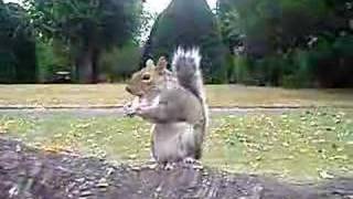 Ardilla en Chester