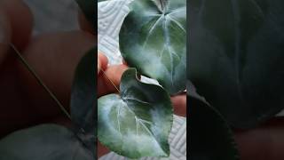 How to make CYCLAMEN leaf with gumpaste / cold porcelain using silicone flower molds #coldporcelain