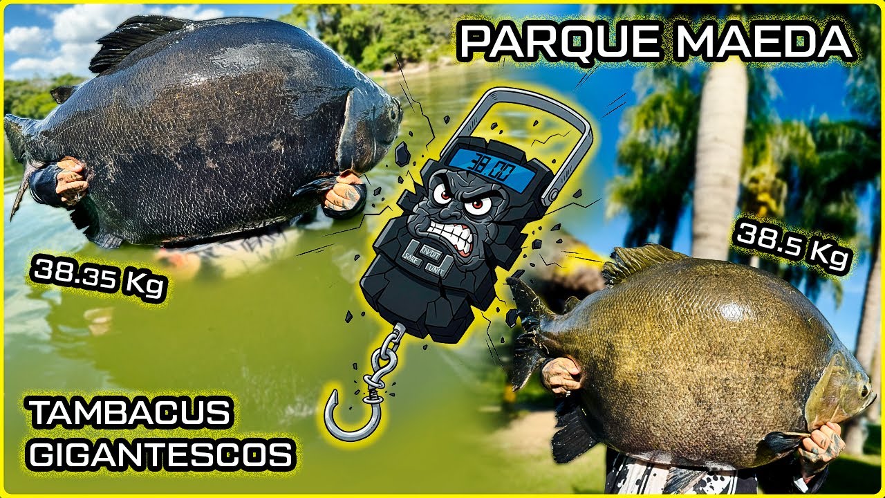 SÓ TAMBA GIGANTE PESCAMOS / TANCAO MAEDA / O LAR DOS PEIXES GIGANTES [DINIZ PESCA]