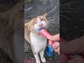 おたまこ40223😘小玉💞チュールよ💖