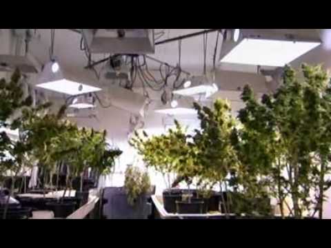 Cannabis Medicine - Indoor grow-ops