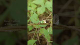 Planthopper Eurybrachys Tomentosa