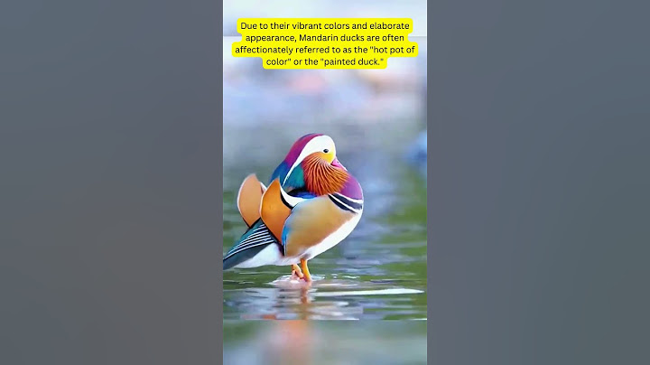 Mandarin Duck's Hilarious Bath time #DuckTales #shorts #MandarinMadness #splashzone #shortsvideo