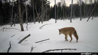 2/17/24 8:02 blond coyote