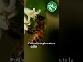 Pollination by insects | Nature and plant interaction #viral