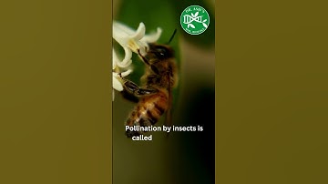 Pollination by insects | Nature and plant interaction #viral