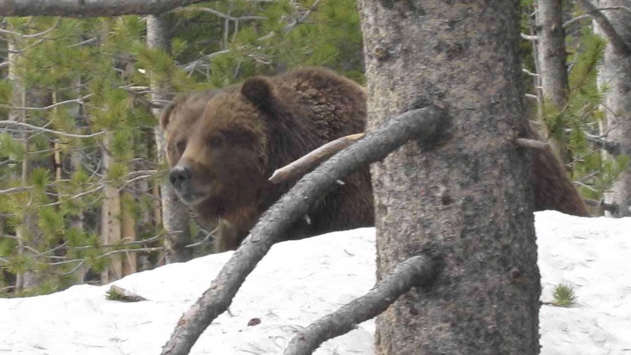 Grizzly Bear Encounter at Yellowstone - YouTube