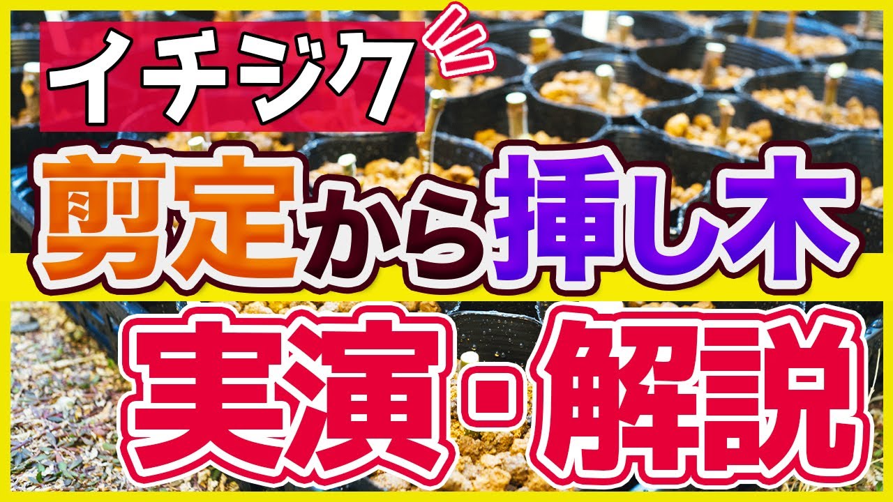 いちじく】ネットで購入したイチジク の穂木を挿し木する時の注意点 ...