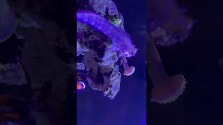 #beach #aquarium #blenny #nemo #fish #sittingonthedockofthebay #jesus #fishtank