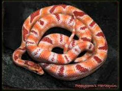 video phone beyonce mp3 Corn snake pictures