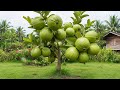 Unique Technique : For Grafting Guava Tree Cutting Faster With Aloe Vera, how to growing Guava tree