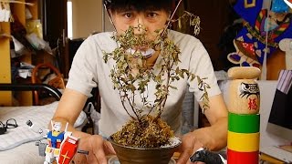 『植木、枯れそう、、ほぼ枯れている』〜盆栽と勘違いして買った植木を、、ほぼ枯らしてしまいました。、、かわいそうなことをしました、、。復活して欲しいです〜