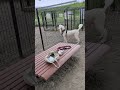 一緒に走って遊ぼうと必死で誘うスタンダードプードルのオーデンくん#スタンダードプードル #犬動画 #dog