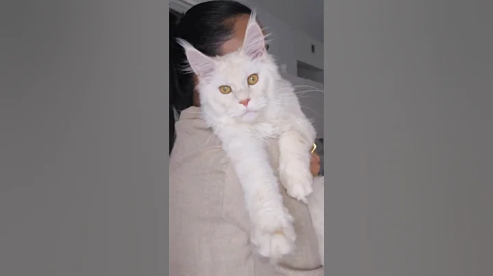 Video 11126401: mainecoon cat, kittens cutecat catlife catlover