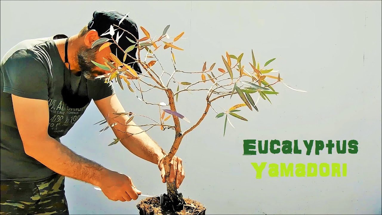 Bonsai Quest Episode 6 - Repotting The Eucalyptus Yamadori (Eucalyptus  globulus) Pruning, Apply Moss
