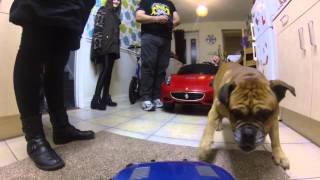 car versus dog