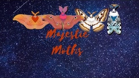 Supreme Moths-Flutter Starlight Part 21