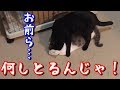 【発情】それは突然やってきた…