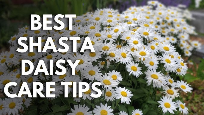 Shasta Daisy - Leucanthemum maximum. Perfect summer daisy. Easy