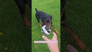dogs, doberman,  puppy, #belladonnathedoberman