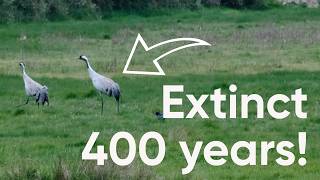 The Call of the Wild - Extinct for 400 years - Narrowboat Life - Episode 233