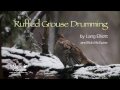 Ruffed Grouse Drumming