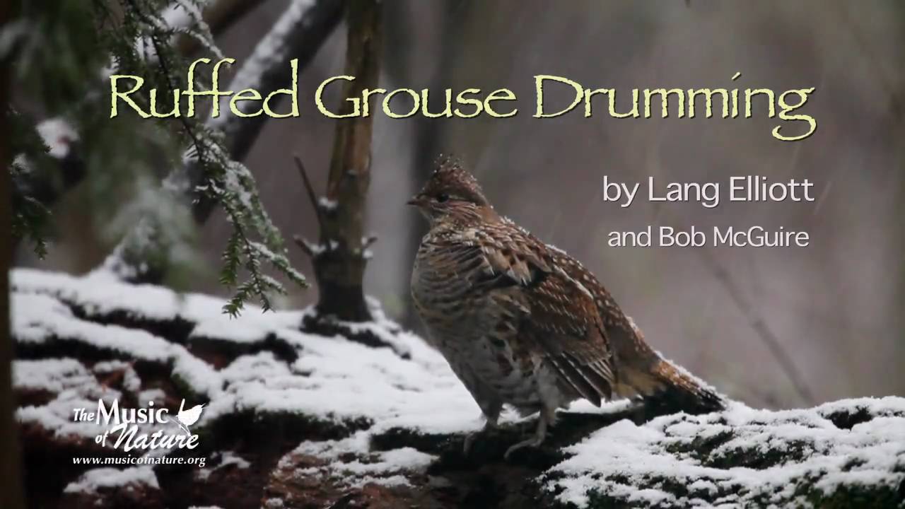 Ruffed Grouse Drumming