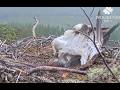 Oh no! Wind flips Dorcha and nearly takes a Loch Arkaig Osprey chick! 18 Jun 2026 (slo-mo repeat)