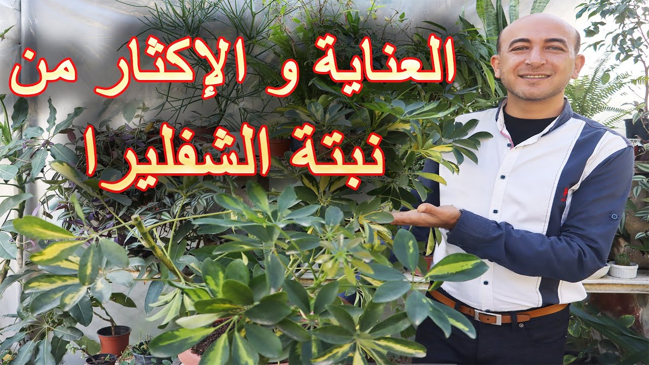 العناية بنبتة الشفليرا من ري و تسميد و اكثار, رعاية نبات الشفليرا, Schefflera Care and Propagation