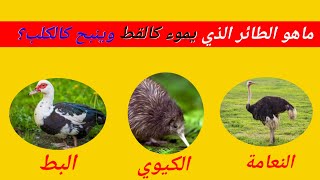 10ألغاز صعبة جدا الأذكياء وحدهم من يستطيعوا حلها /ألغاز عن الحيوانات/أسئلة وأجوبة ثقافية متنوعة/تحدي