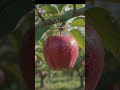 🍎 Nature's Masterpiece! Stunning Apple Orchard Views 🌿 #viral #shorts #nature #apple