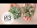 Суккулент из бумаги - DIY Tsvoric - Succulent paper