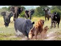 The Humiliation Of Couple Lion! Painful Lions Attacked To Death By Rhino And Buffalo During Mating