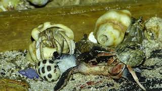 Crabs Feast on Live Baby Sea Turtle's Eyes