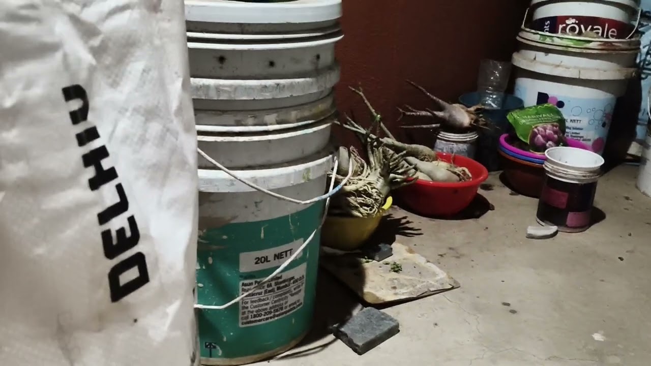 Soil mix for #adenium 