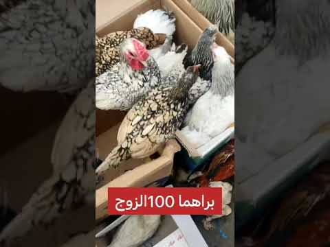 سوق هرج الناصريه وانواع واسعار الدجاج دجاج عرب دجاج ابراهما دجاج هراتي اسباني الناصريه بط وز