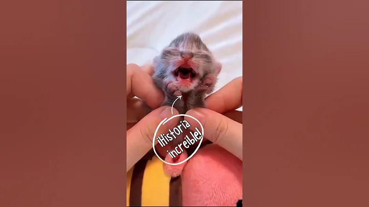 Watch the video about 🎁 ¡Historia increíble! 👌💕 #mihistoriadepatty #kitten #discovery #gatos #cute #cat #cutecat #funny