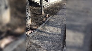 Мёртвые щенки вдоль тротуара - фейк или?! Мёртвые щенки вдоль тротуара - фейк или?!