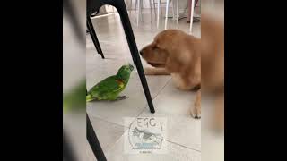 Golden retriever y loro hablador, tarde de juegos...